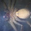 アシダカグモがゴキブリを捕食する証拠写真と動画