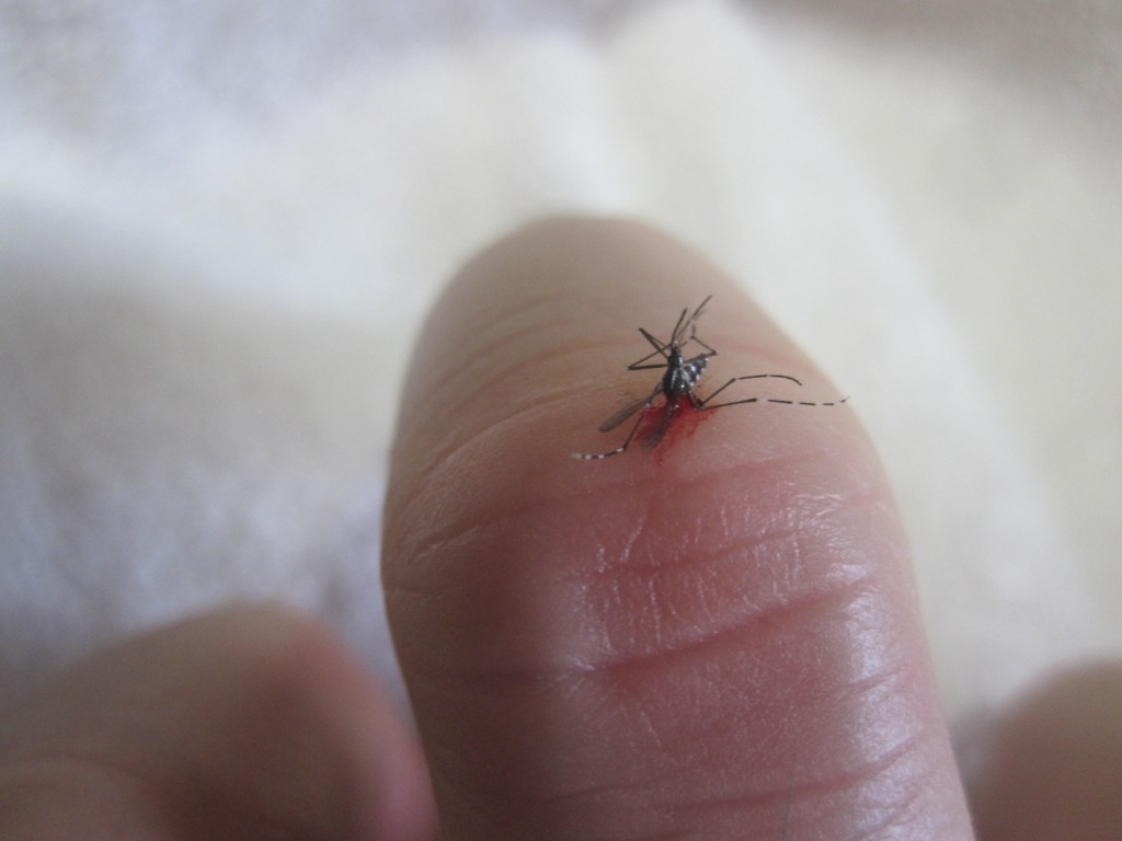 指の関節付近で吸血した蚊を殺す