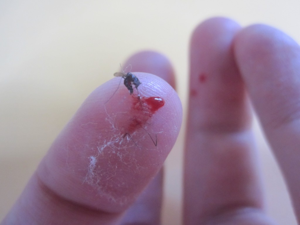 捕殺した蚊からこぼれ溢れた血液