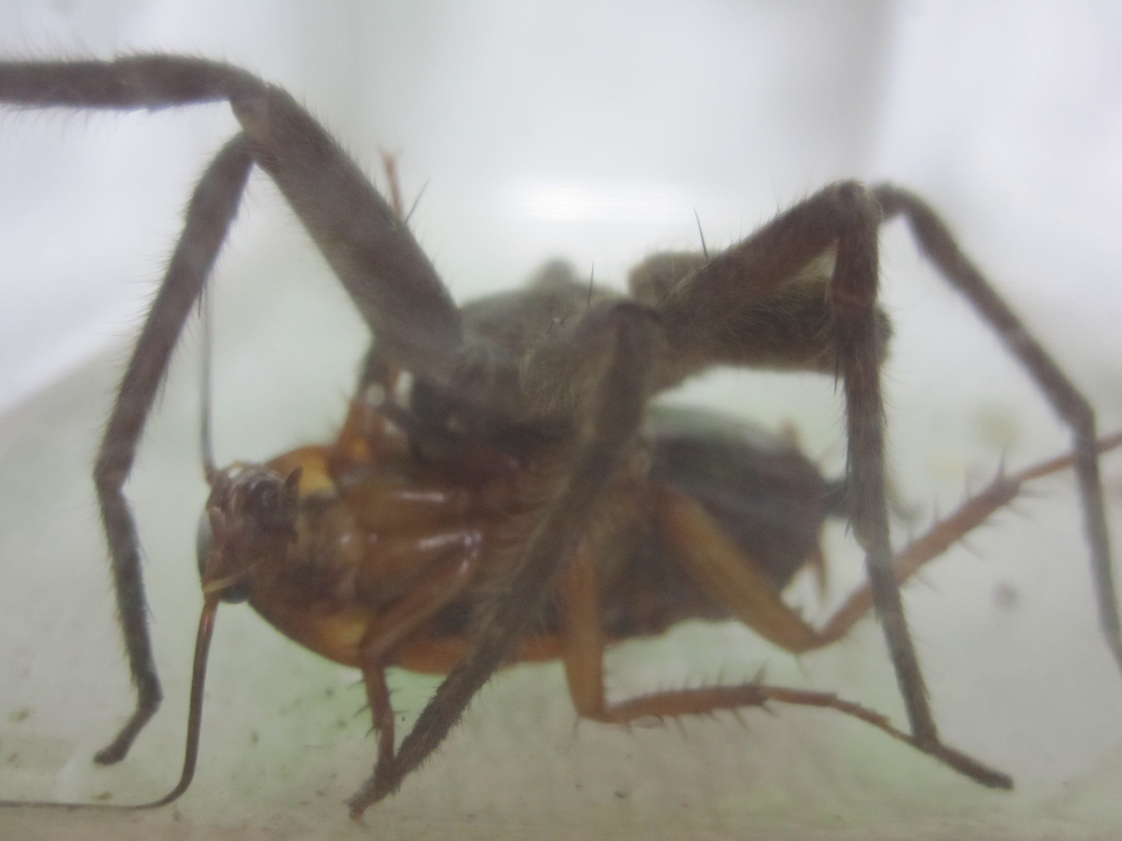 アシダカグモが獲物ゴキブリを捕獲した瞬間