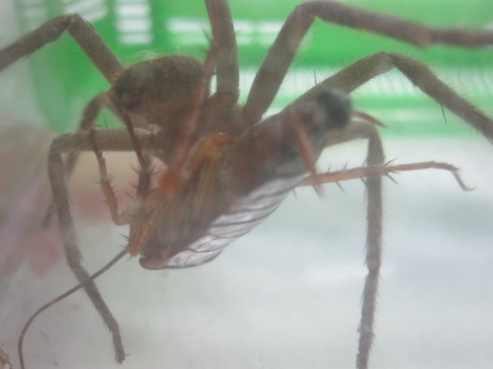 羽のないワモンゴキブリの幼虫を食べる蜘蛛