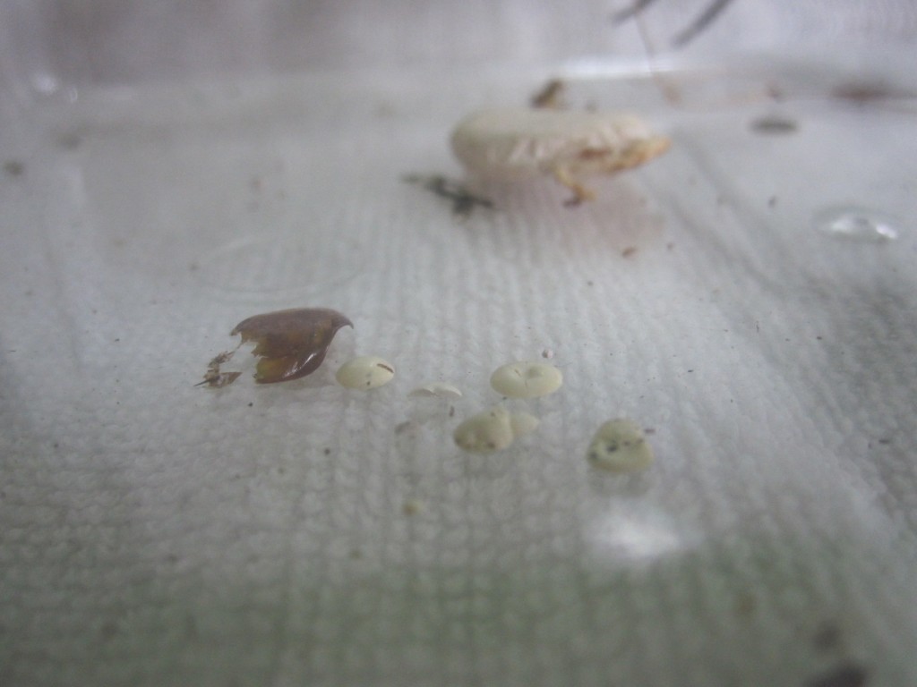 アシダカグモが排泄した白い糞と尿成分