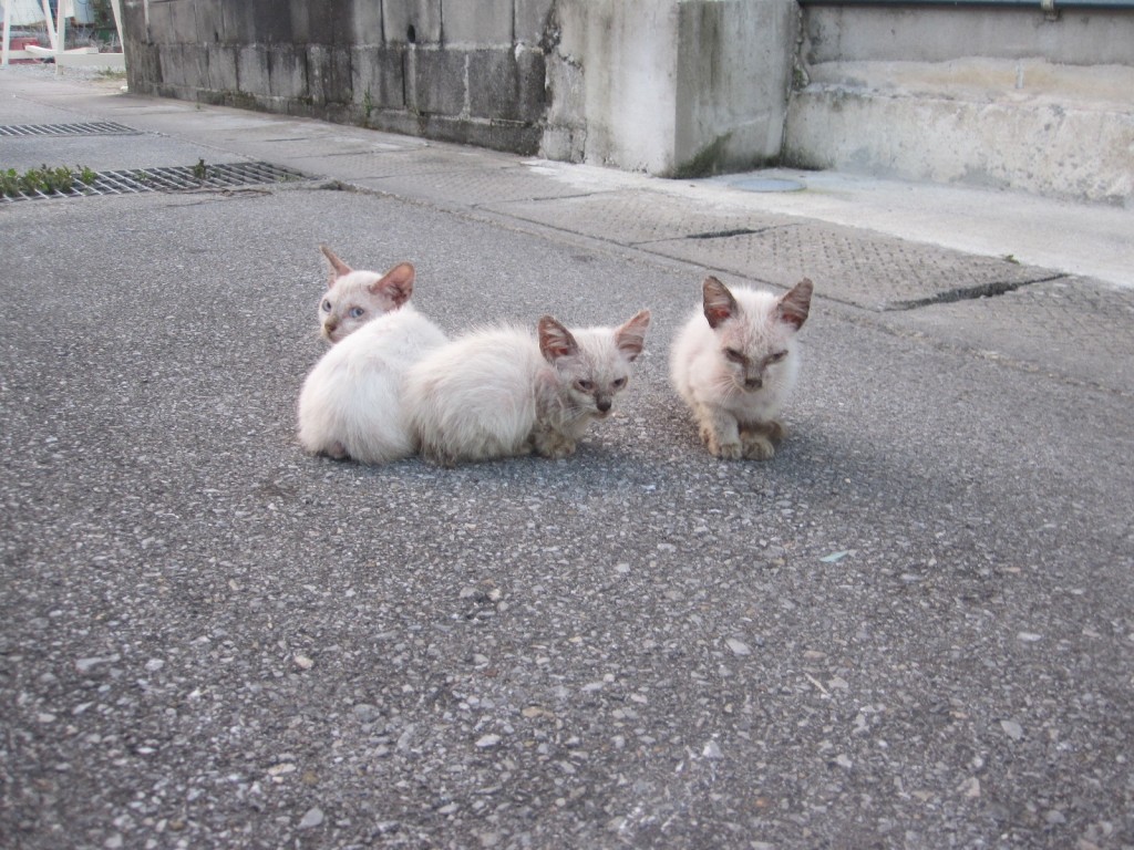 3匹の子猫が寄り添って日向ぼっこする様子