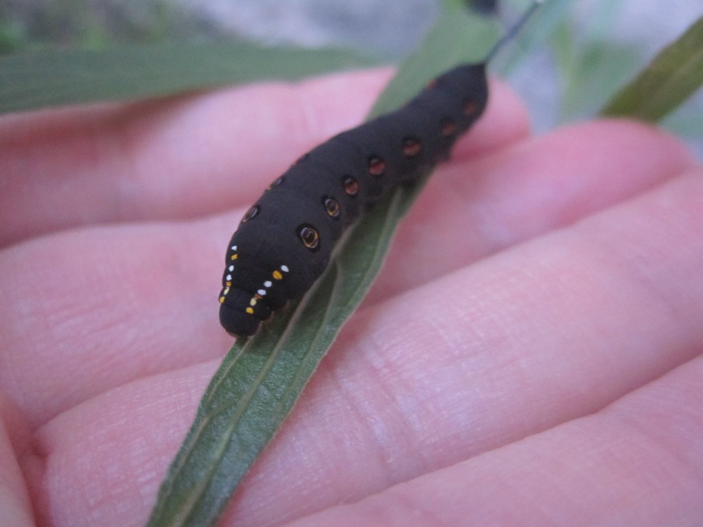 蛾(セスジスズメ)の黒い幼虫イモムシ