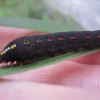 蝶セスジスズメの黒い幼虫は作物を食い荒らす害虫!?