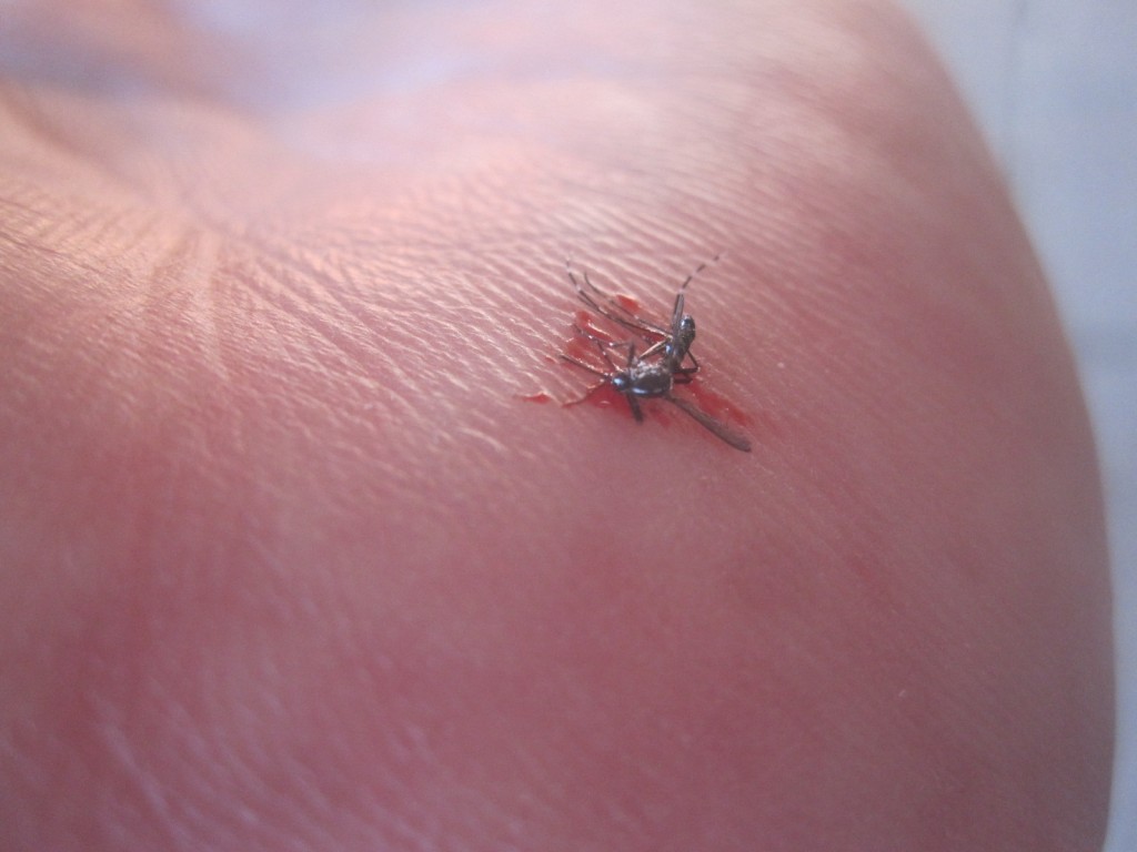 叩き殺した蚊から大量の血液が噴出！