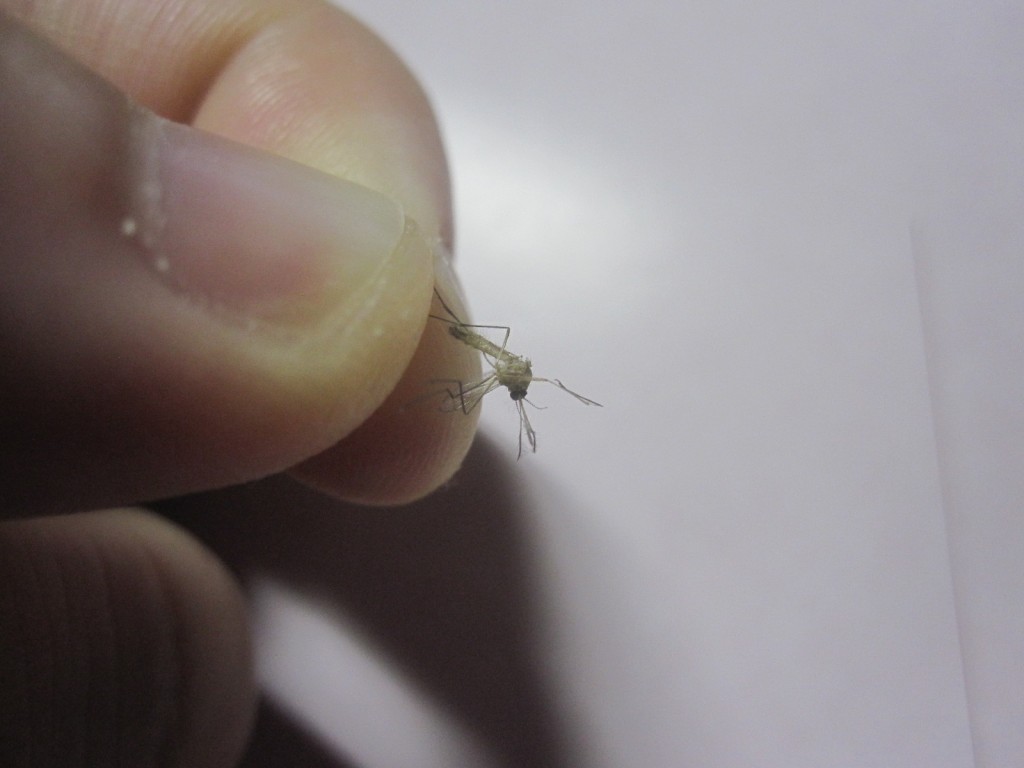 死んだ蚊を指で摘んで写真を撮る