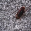 冬でもゴキブリは出現する!?耐寒性を備えた新種のゴキブリか!?