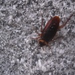 冬でもゴキブリは出現する!?耐寒性を備えた新種のゴキブリか!?