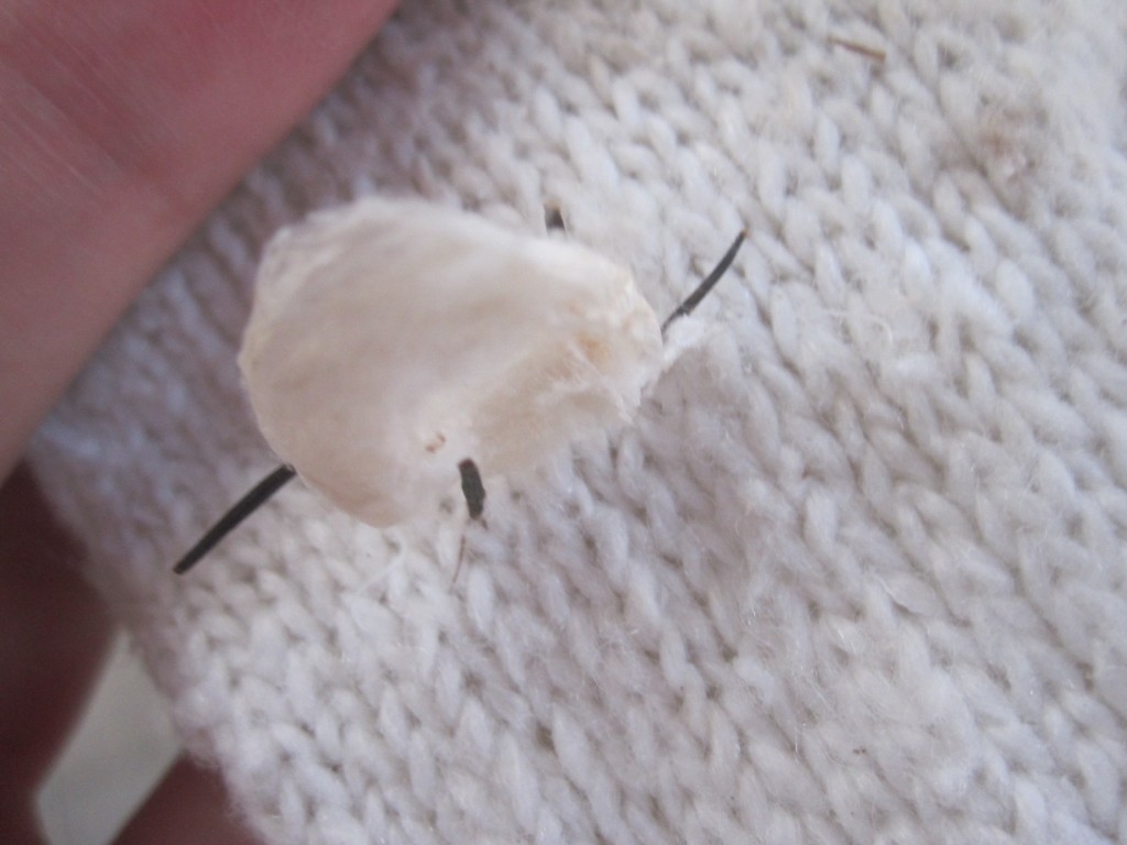 アシダカグモの円盤形の卵嚢