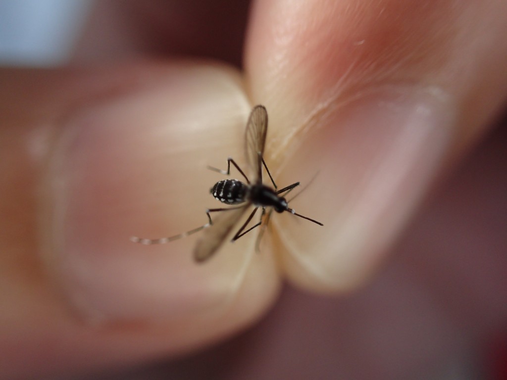 捕獲した蚊を顕微鏡モード撮影