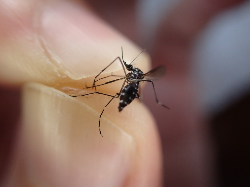 捕獲した蚊を顕微鏡モード撮影