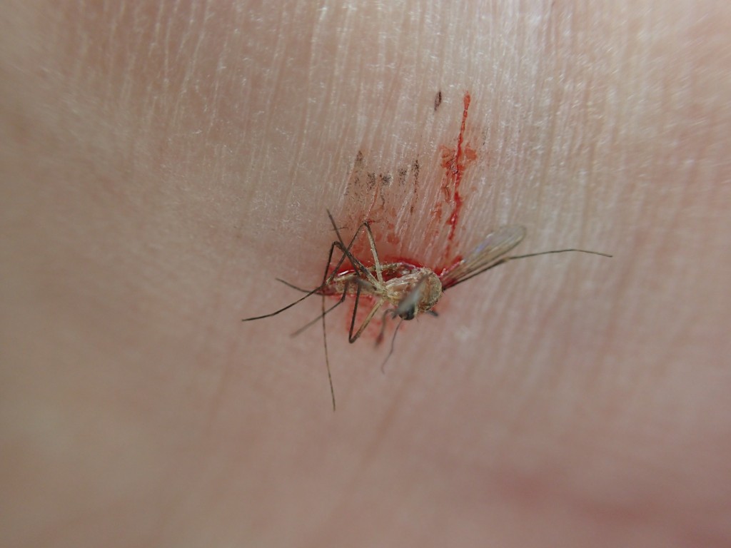 人間の血液を吸血した蚊を殺した後の死体