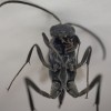 昆虫・害虫を虫メガネや顕微鏡で見たような超接写モードで写真撮影できるOLYMPUS STYLUS TG-4が楽しすぎる！