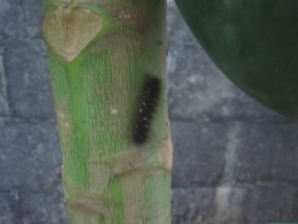 パパイア[パパイヤ]の果樹に黒い毛虫を発見