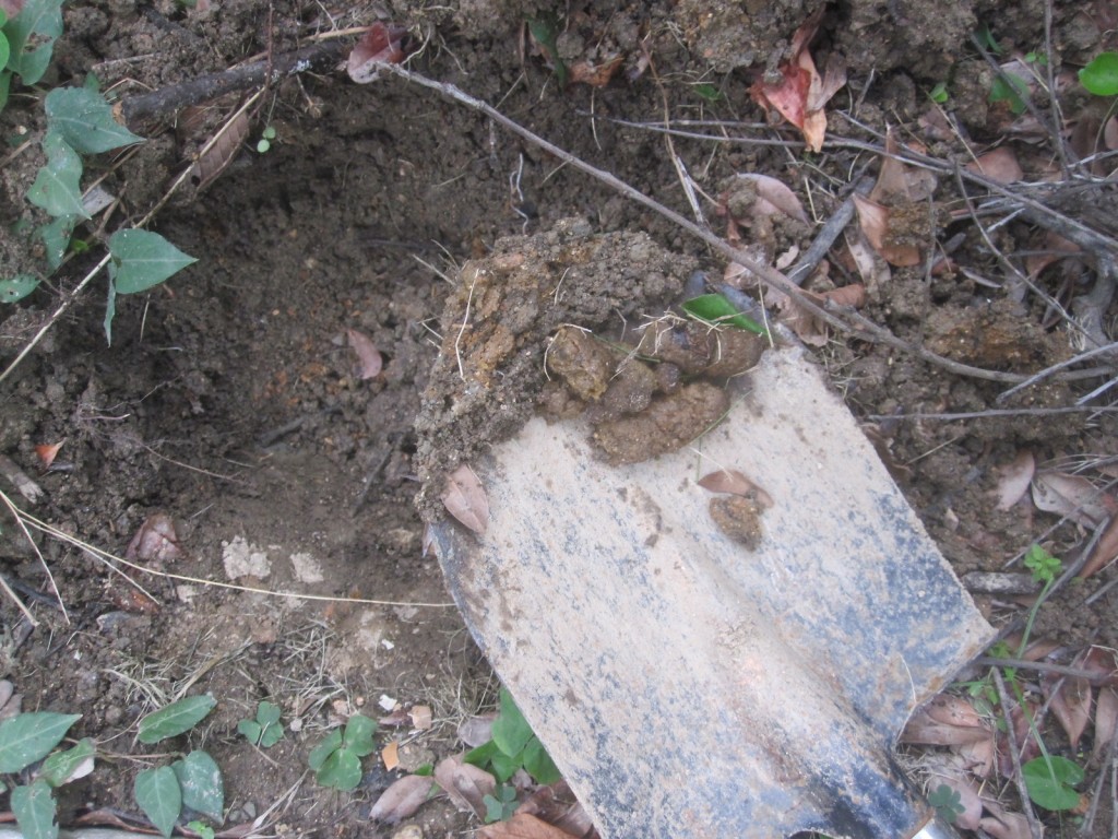 スコップで庭の一角に穴を掘り野良ネコの糞を埋める作業