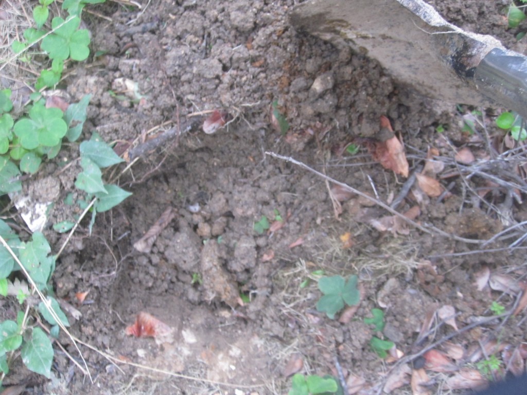 30センチほど深く掘った土の中に野良猫の糞を埋める様子