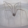 イエユウレイグモ［家幽霊蜘蛛］が我が家の玄関で地を這う昆虫から守っている守り神だ！