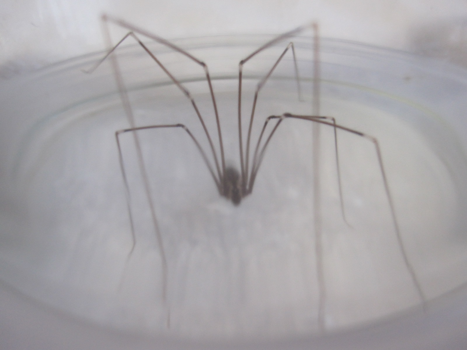 家 蜘蛛 小さい 足長い Hōmuaidea