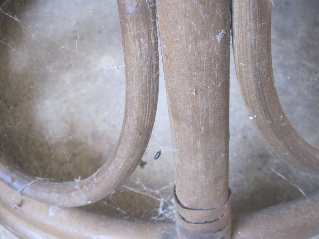 屋外に置いた休憩用の椅子には幽霊蜘蛛が網を張っている