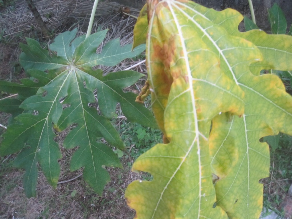 パパイアの葉が害虫カイガラムシの被害で枯れている