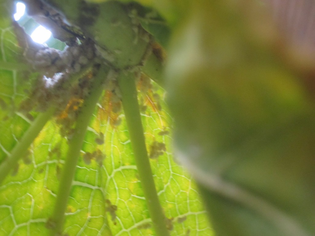 パパイアの葉がカイガラムシに襲われ穴が開いている