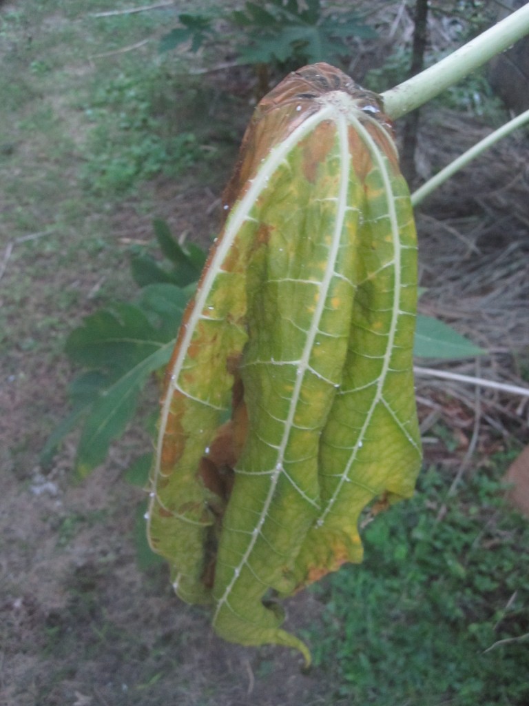 カイガラムシにより完全に萎れ枯れ果てたパパイアの葉
