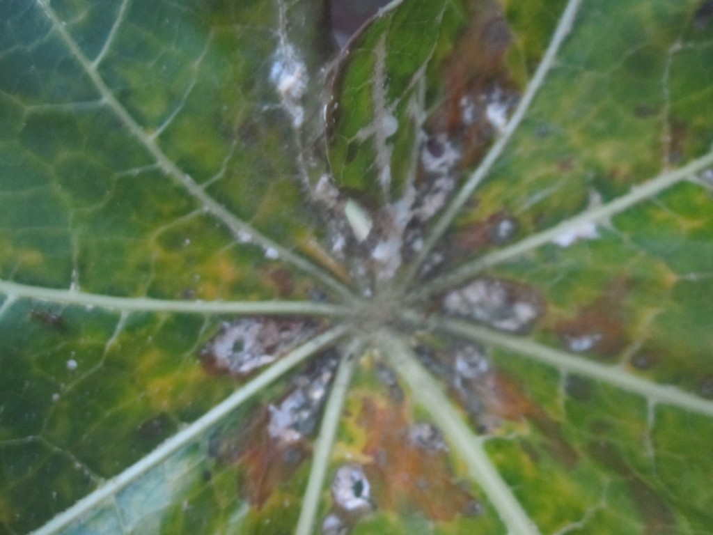 カイガラムシの食害で萎れ枯れ果てるパパイアの葉