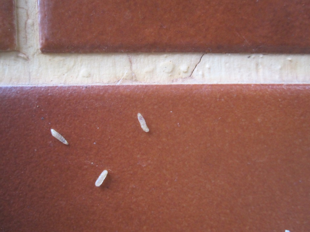 モゾモゾと壁を這う白い幼虫を発見