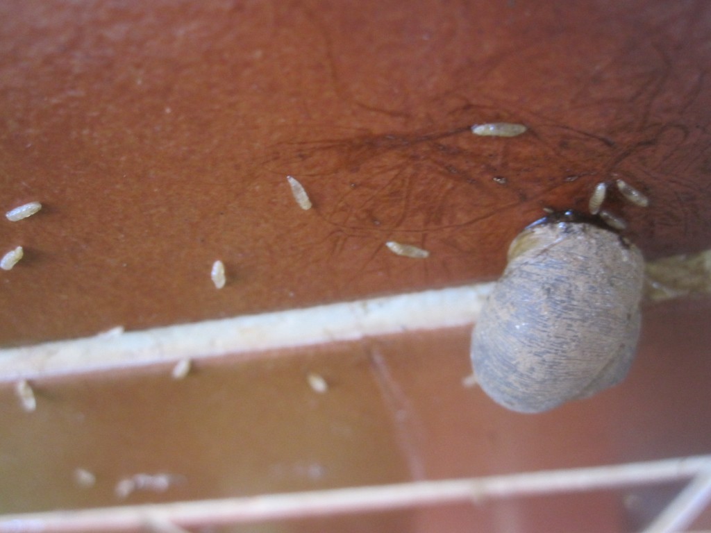 壁に密着したカタツムリの殻から這い出てくる大量の蛆虫（ウジムシ）