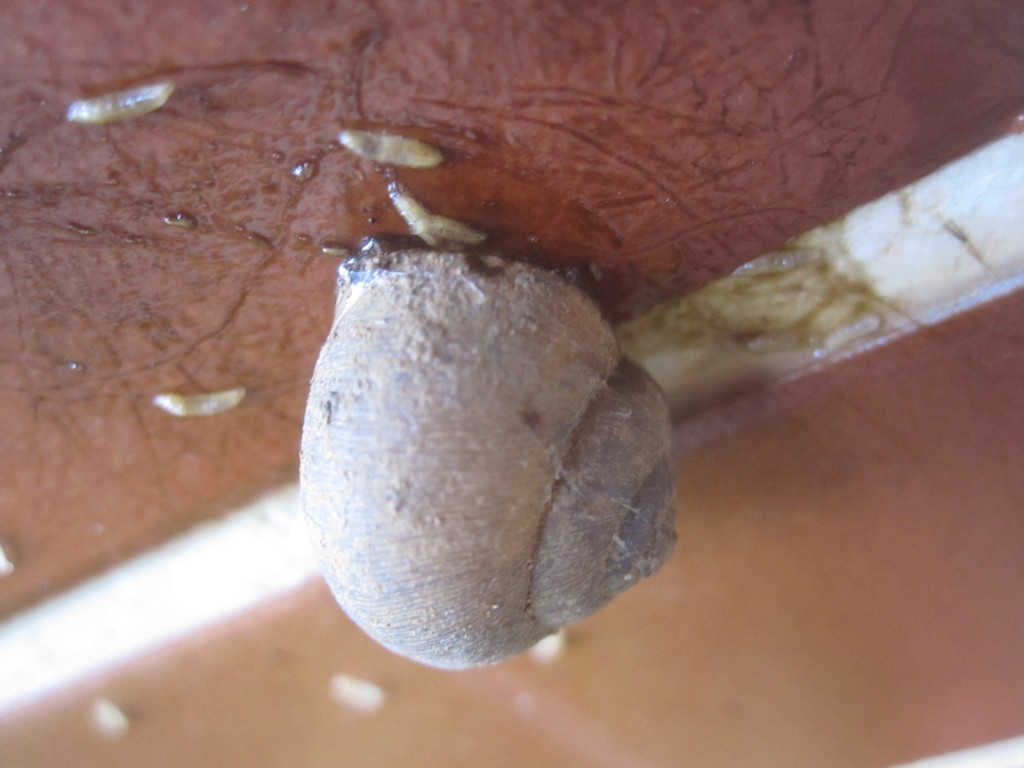 黒く濁ったカタツムリの殻からハエの幼虫が生まれている
