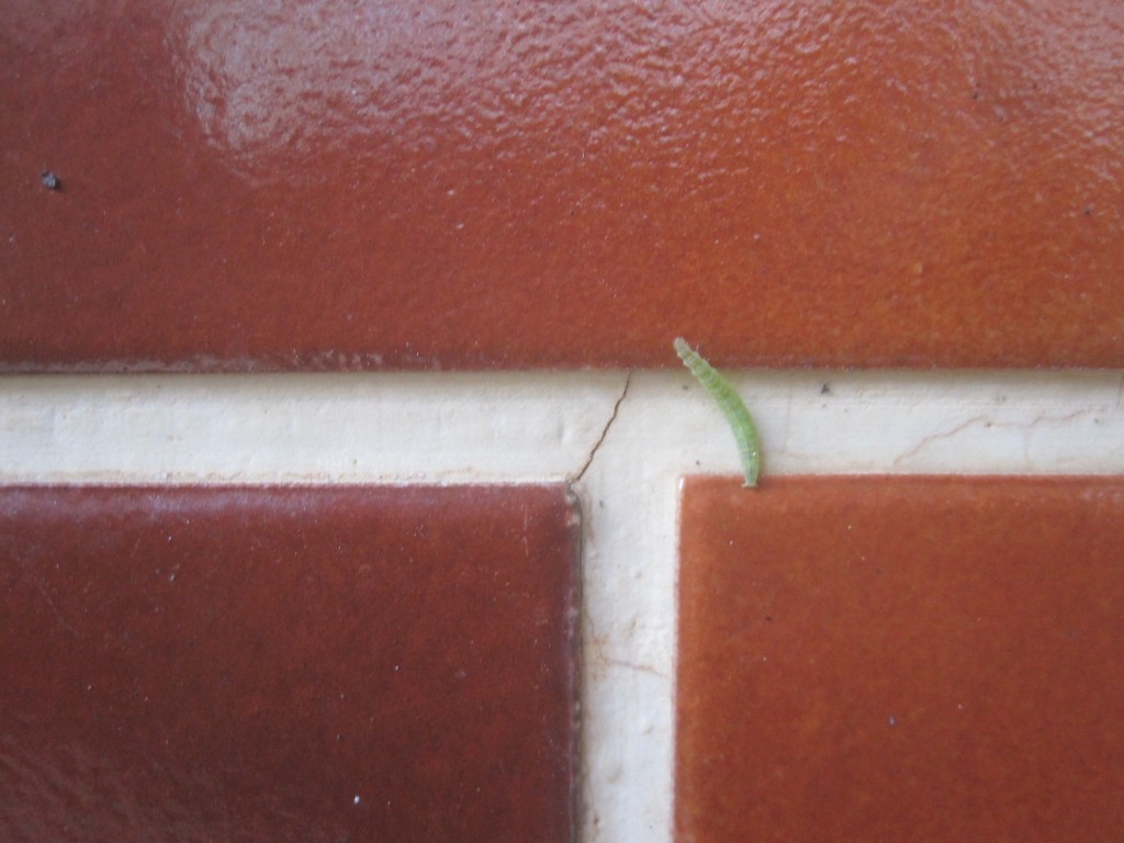 壁を這って必死に逃げるモンシロチョウの幼虫アオムシ