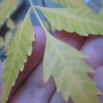 虫除けニームの木が枯れる(ﾉД`)ﾉ葉が黄色くなる原因は肥料不足？水のやり過ぎ？根腐れ？