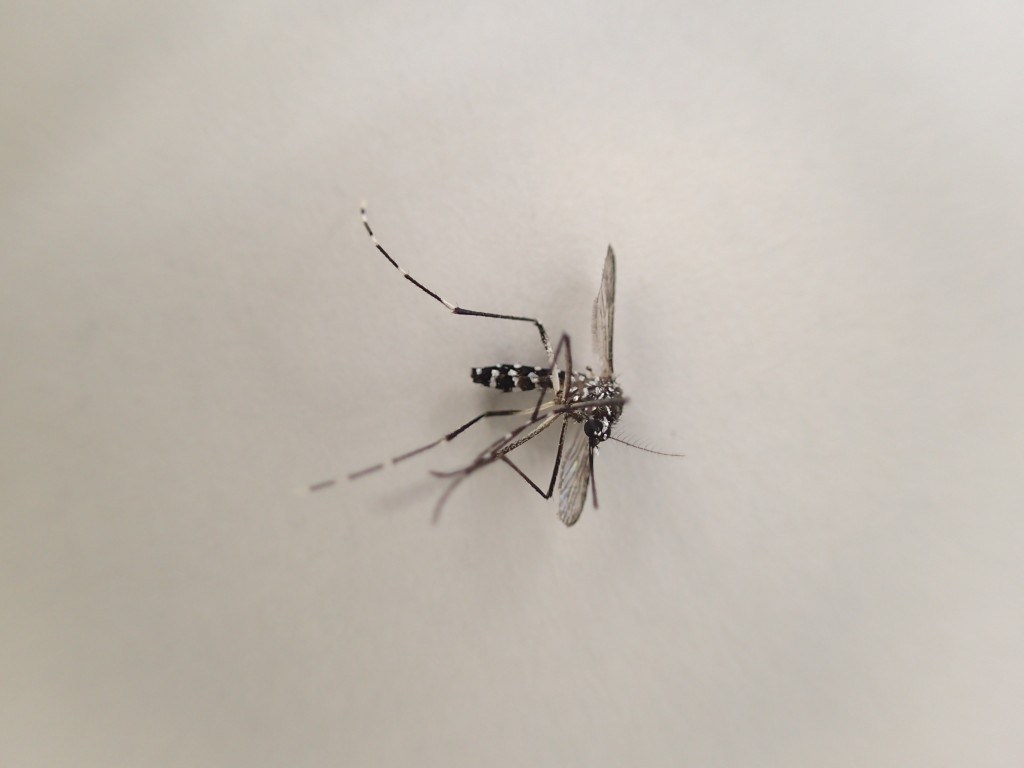 白い紙の上で撮影した害虫 蚊の亡骸