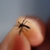 蚊って冬眠する？12月の寒い冬なのに寝ている間に蚊に刺されて血を吸われた箇所が痒い。