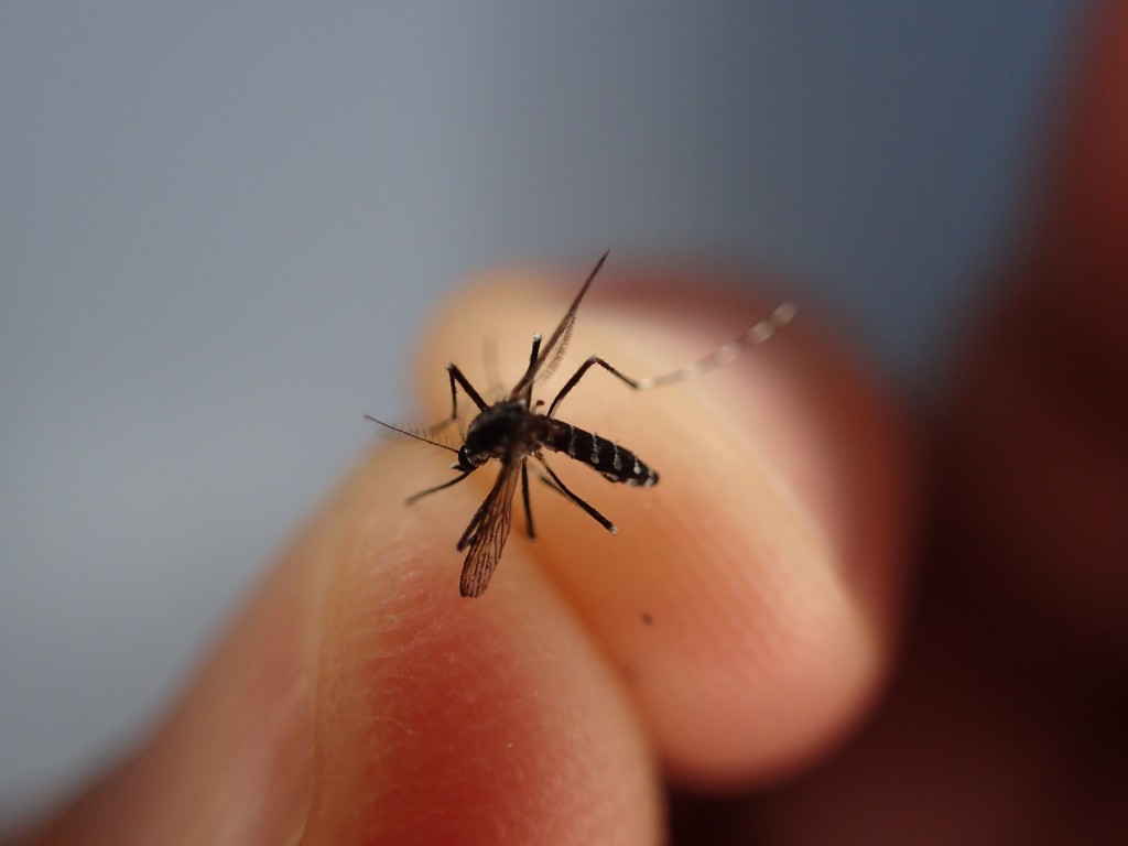 12月でも人間の血液を求めて活動する蚊