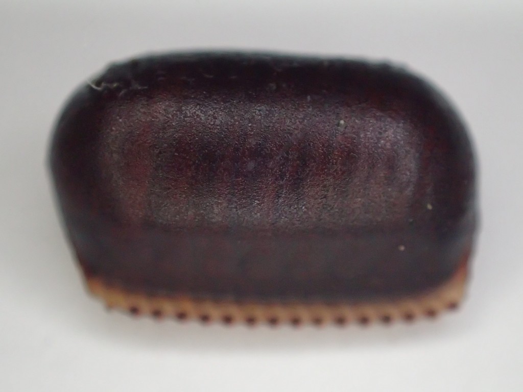 アフリカ原産とされるワモンゴキブリの黒い卵・卵鞘