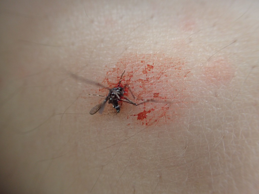 血を吸っていた蚊を殺した時の写真