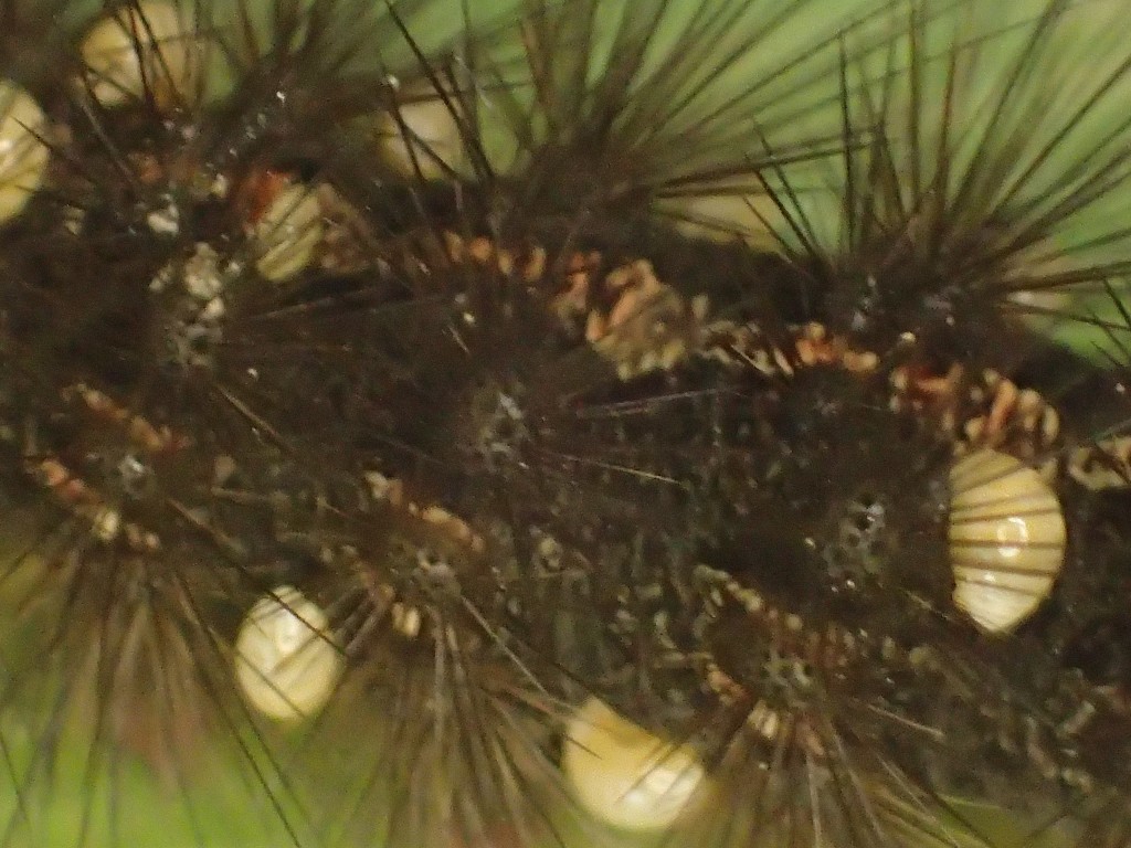 毛の長い幼虫クマケムシがミカンコナカイガラムシに寄生される？