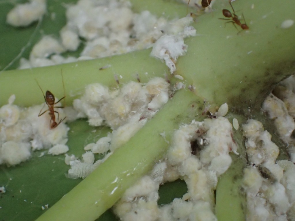ミカンコナカイガラムシの世話をして共生する蟻（アリ）