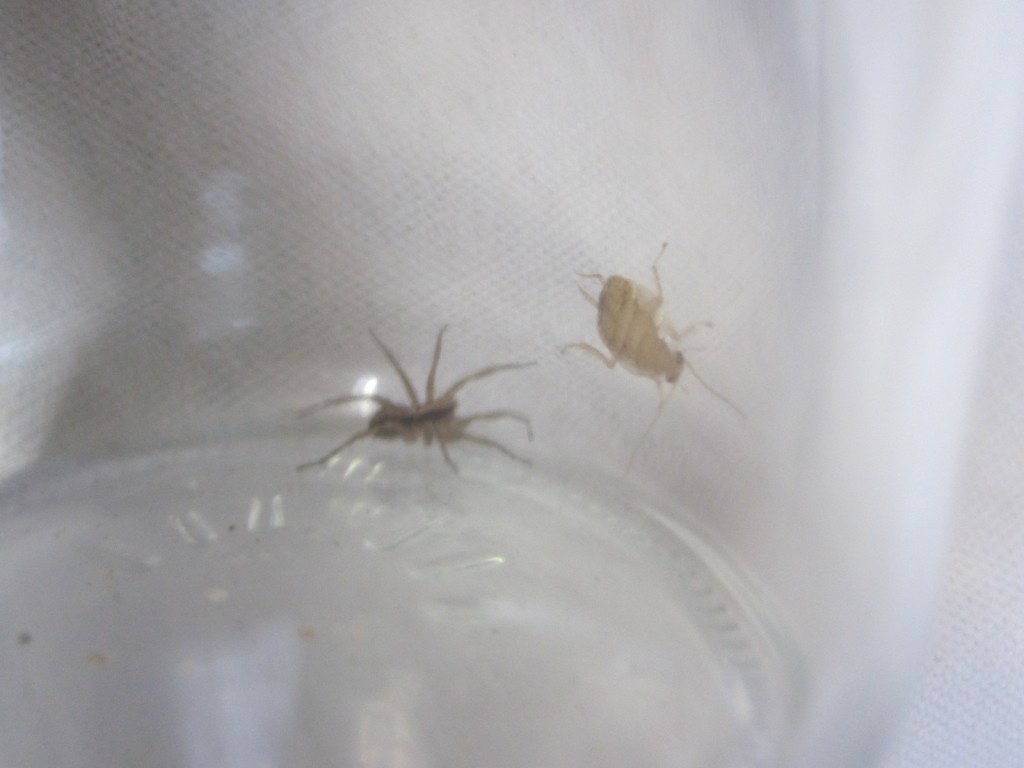 蜘蛛（ハシリグモ）と幼虫ゴキブリが接近した衝撃的シーン！