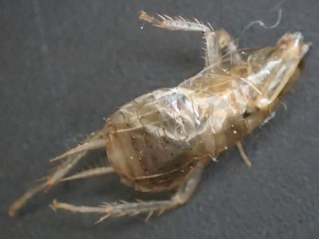 ゴキブリの幼虫が残した脱皮殻を撮影