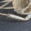 最強のゴキブリ対策は掃除！夏が訪れる前に見つけたいゴキブリ脱皮の痕跡”殻・皮”があれば予防策を講じよう。