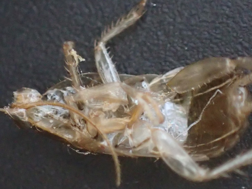 幼齢ワモンゴキブリが脱皮した証拠となる殻