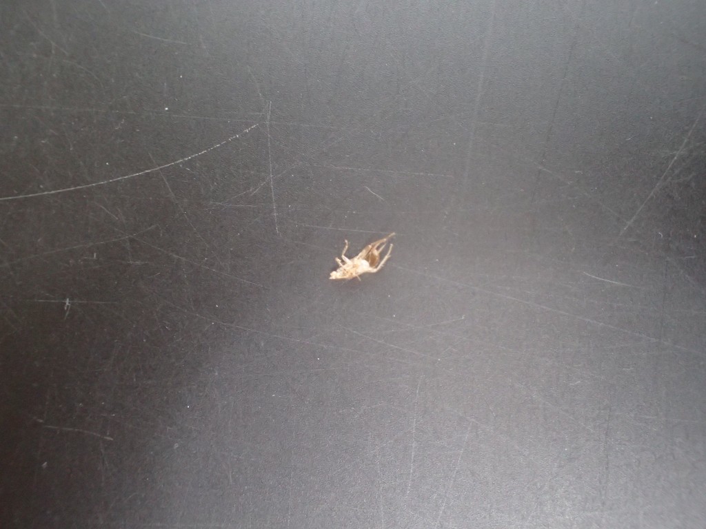 冷蔵庫の裏から発見されたゴキブリの形をした物体