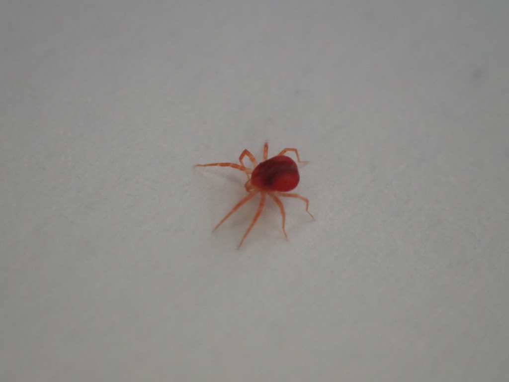 家 蜘蛛 小さい 赤い Homu Interia
