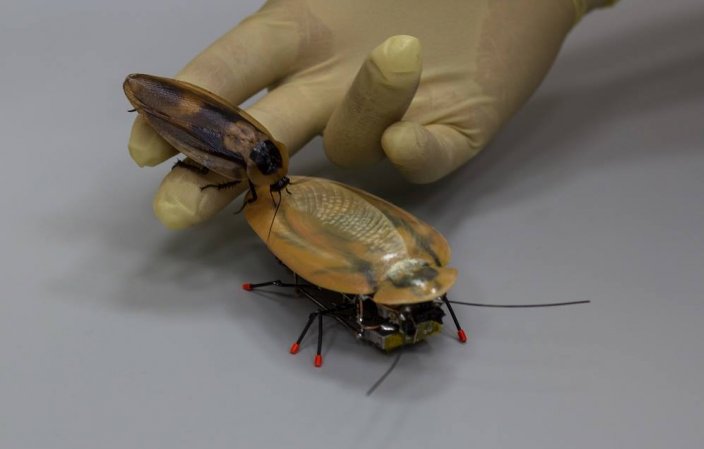 害虫ゴキブリ型のラジコン・ロボットを手の平の載せる