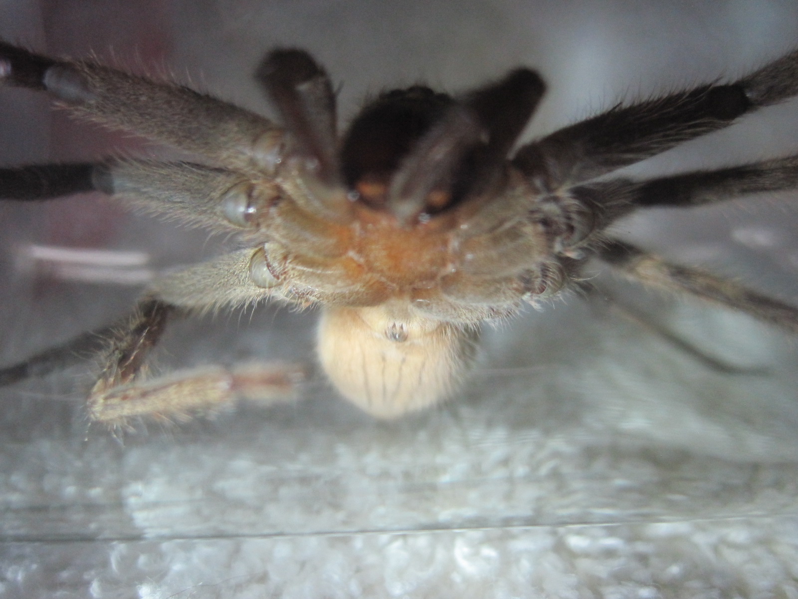 アシダカグモ 蜘蛛 写真素材