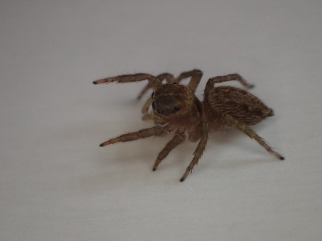 益虫 ハエトリグモ（蠅捕蜘蛛）jumping spider