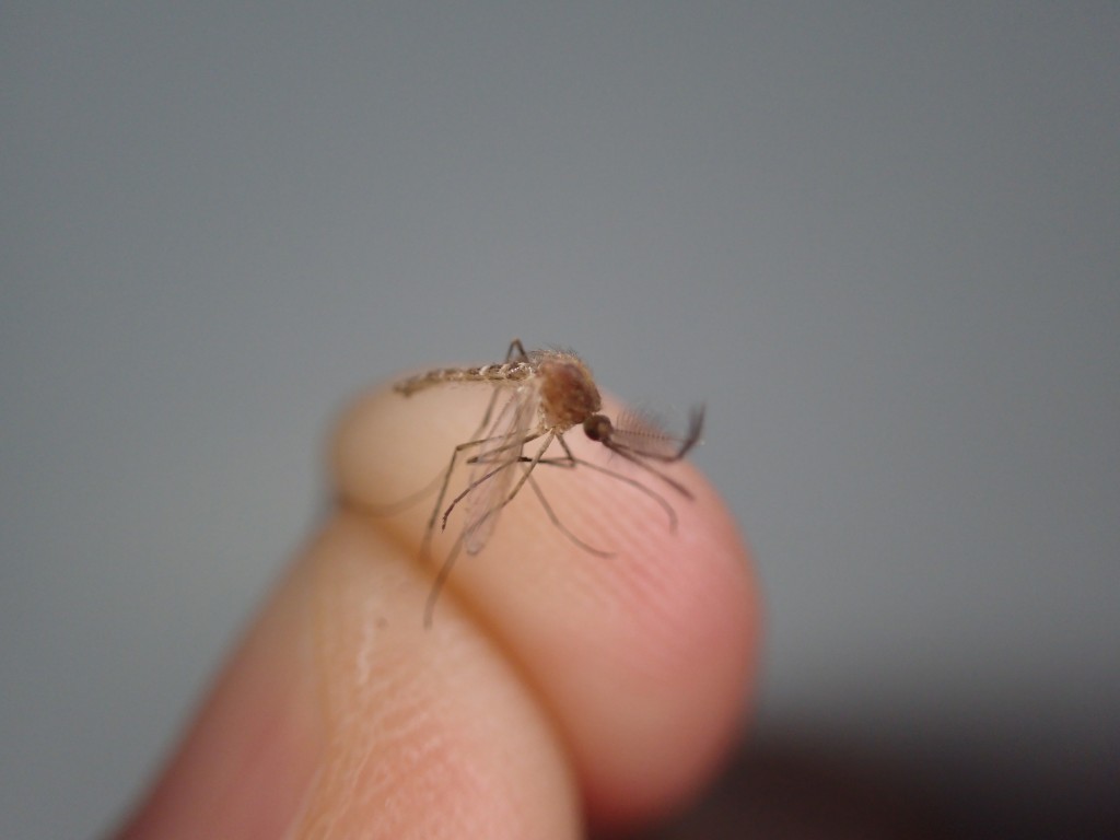 捕獲した害虫の蚊（カ）の写真、画像素材（フリーフォト）